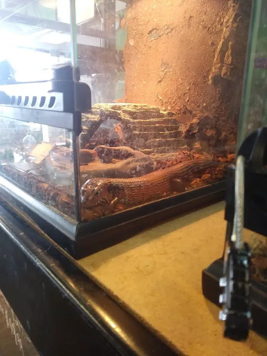 GoLizards Grooming, Boarding and Daycare Picture 7