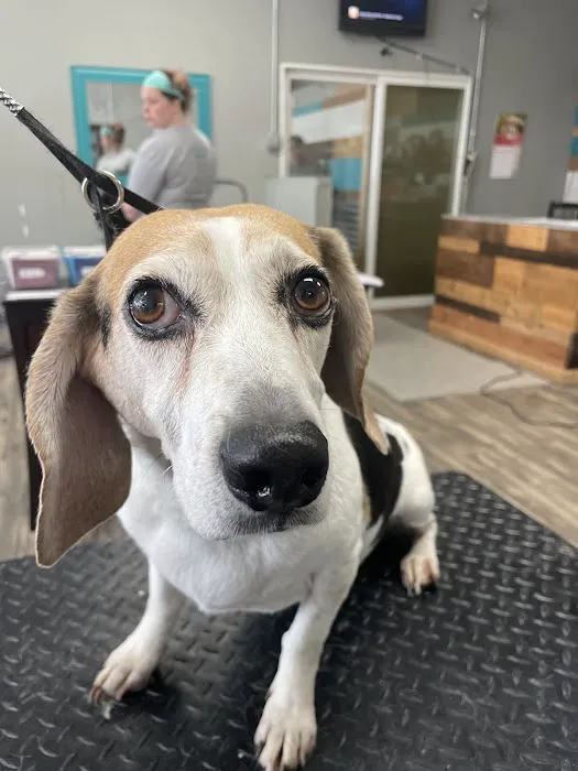GoLizards Grooming, Boarding and Daycare Picture 8