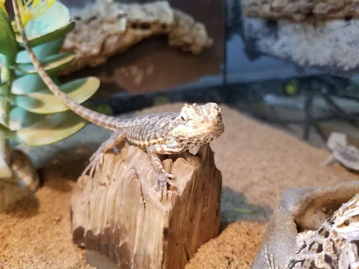 GoLizards Grooming, Boarding and Daycare Picture 6