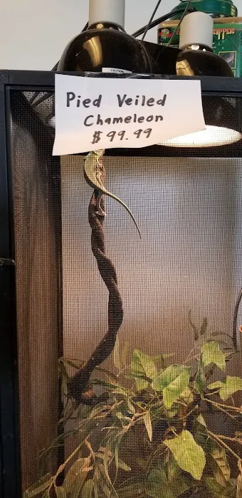 GoLizards Grooming, Boarding and Daycare Picture 9