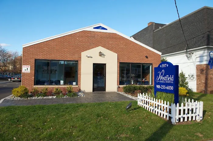 Westfield Animal Hospital Picture 8