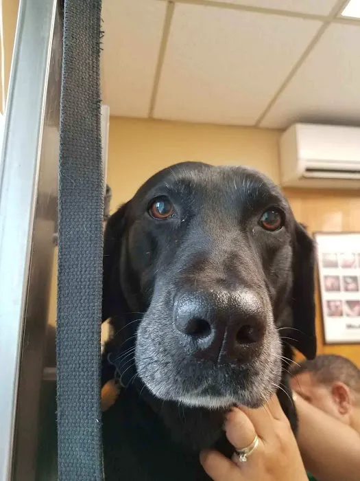 Maplewood Animal Hospital Picture 4