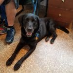 Maplewood Animal Hospital