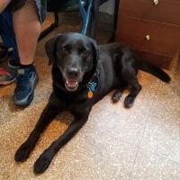 Maplewood Animal Hospital ico