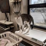 Westfield Veterinary Group