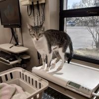 Westfield Veterinary Group ico
