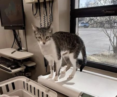 Westfield Veterinary Group