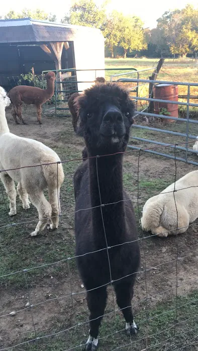 Ad Astra Alpacas Picture 1