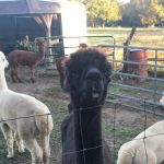 Ad Astra Alpacas