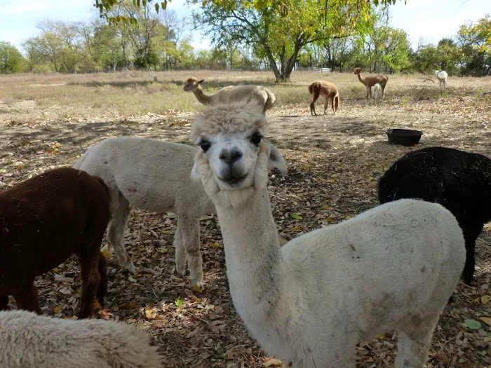 Ad Astra Alpacas Picture 7