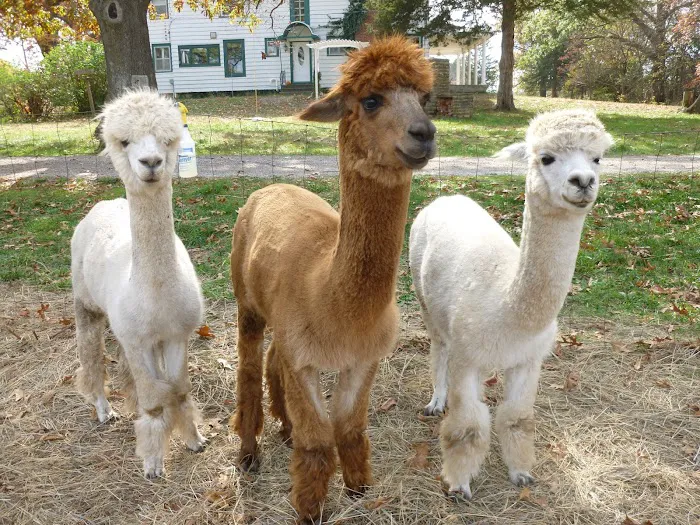 Ad Astra Alpacas Picture 6