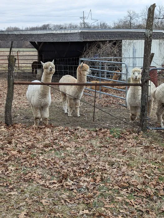 Ad Astra Alpacas Picture 2