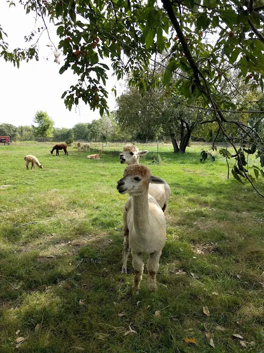 Ad Astra Alpacas Picture 5