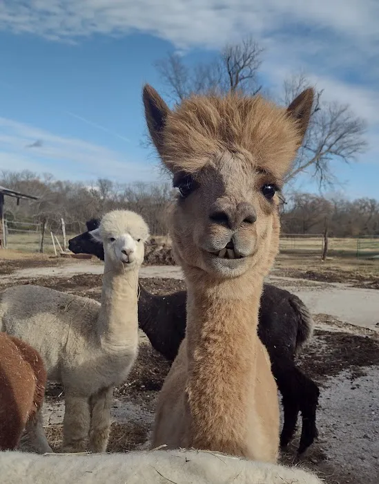 Ad Astra Alpacas Picture 3