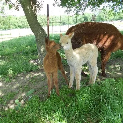 Ad Astra Alpacas Picture 4