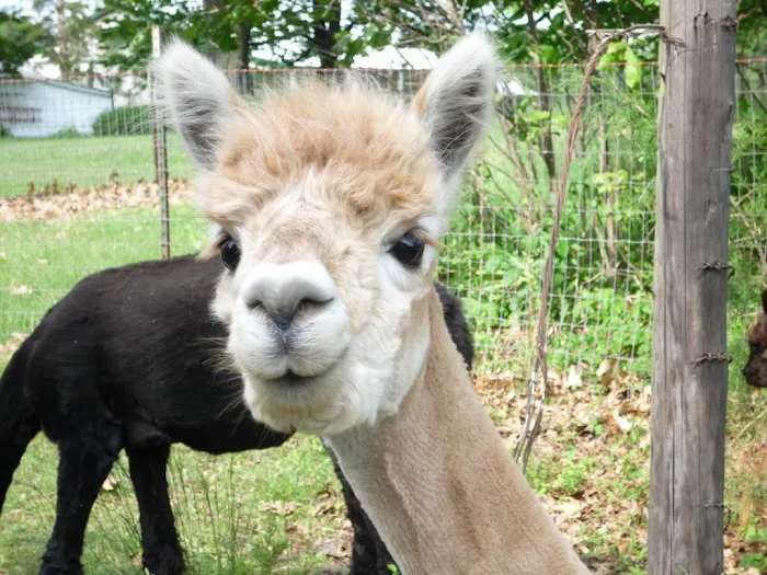 Ad Astra Alpacas Picture 9