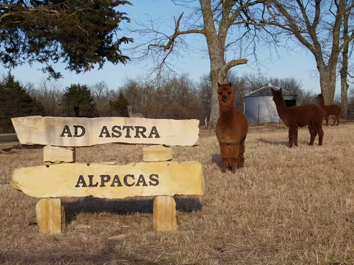 Ad Astra Alpacas Picture 10