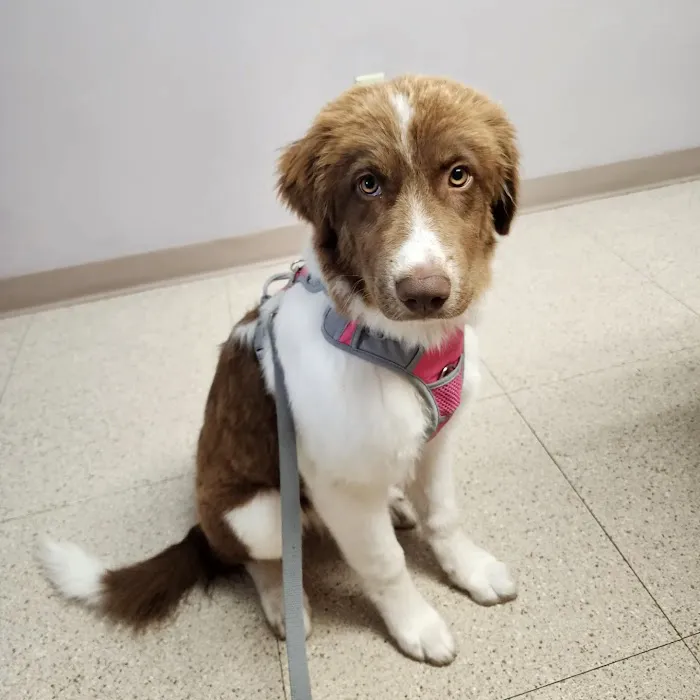 Wood River Animal Hospital Picture 1