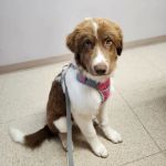 Wood River Animal Hospital