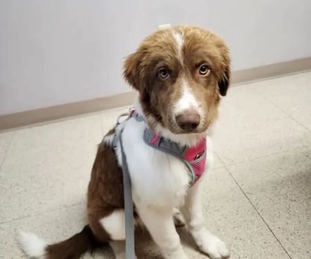 Wood River Animal Hospital