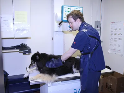 Animal Hospital of Rocky Hill Picture 3