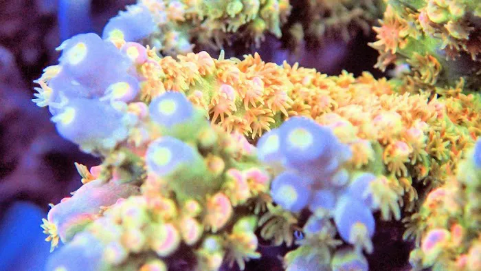 Beautys Ocean Picture 3