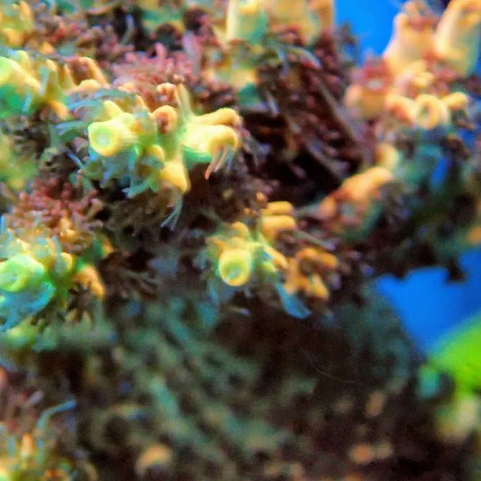 Beautys Ocean Picture 6