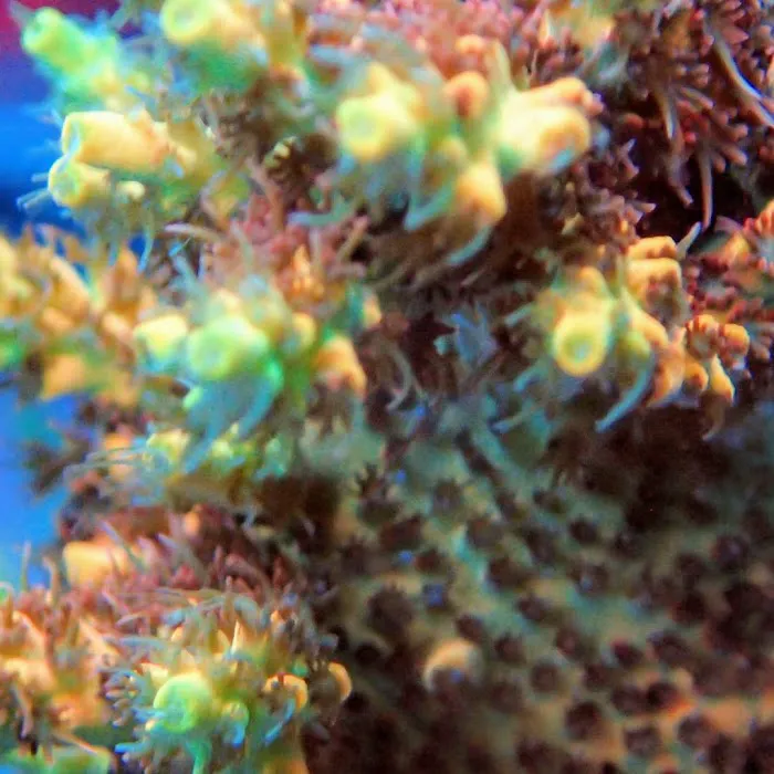Beautys Ocean Picture 8