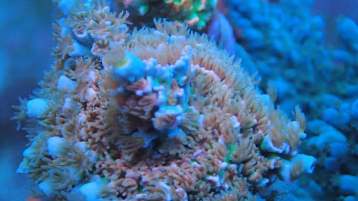 Beautys Ocean Picture 7