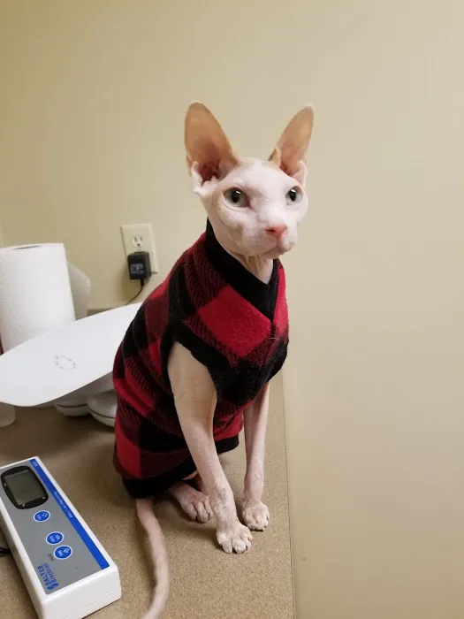 Catzablanca Cat Clinic & Hospital Picture 3
