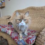 Catzablanca Cat Clinic & Hospital