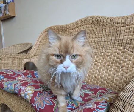 Catzablanca Cat Clinic & Hospital