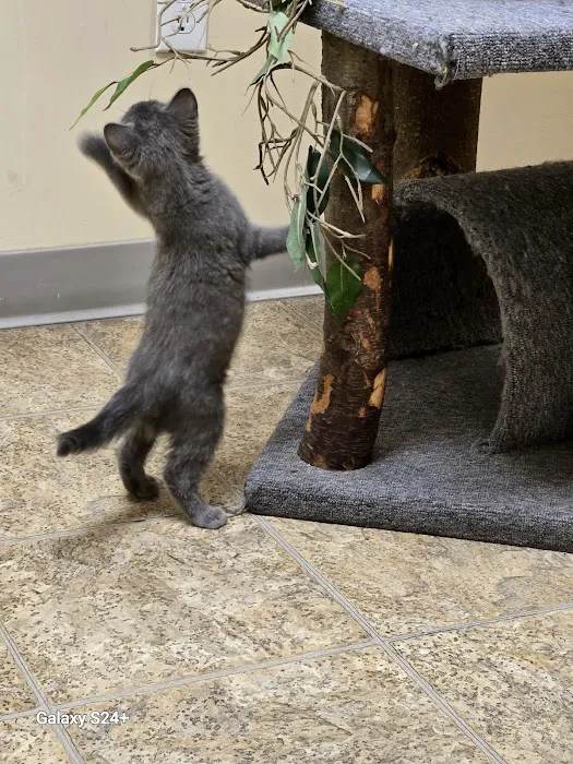 Catzablanca Cat Clinic & Hospital Picture 9