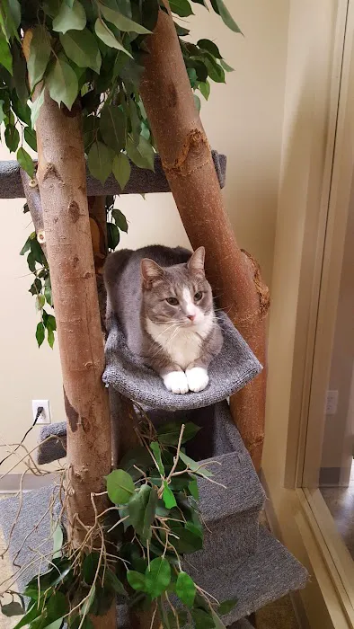 Catzablanca Cat Clinic & Hospital Picture 5