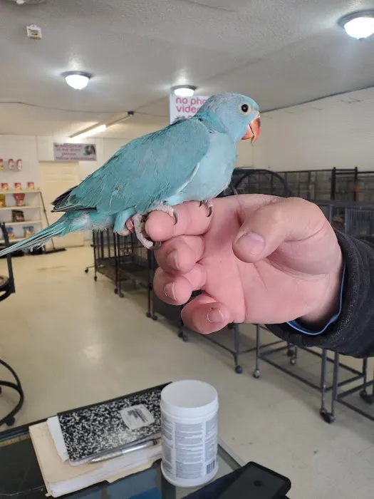 Exotic Birds Shop Picture 5