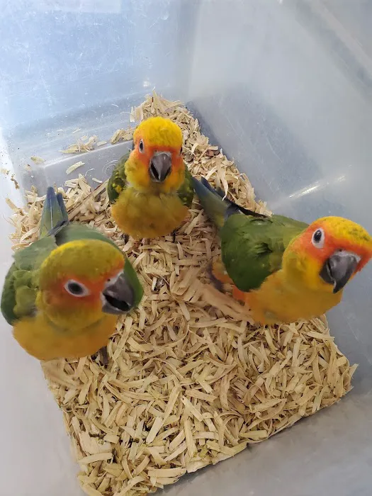 Exotic Birds Shop Picture 2
