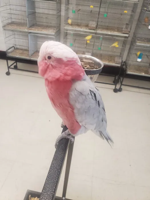 Exotic Birds Shop Picture 1