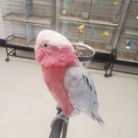 Exotic Birds Shop ico