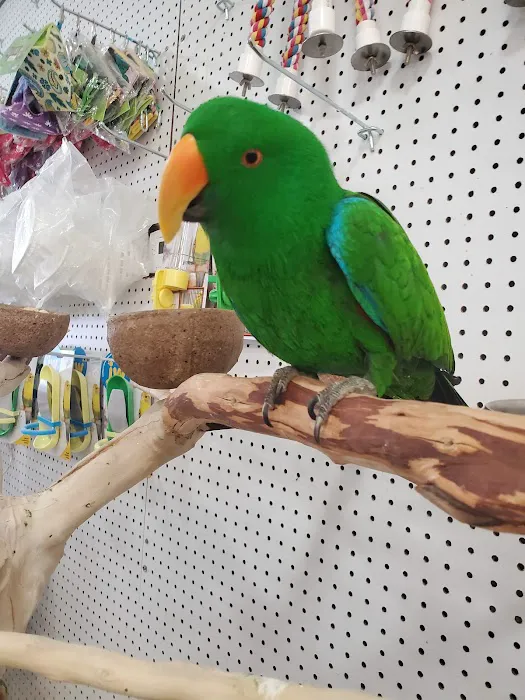 Exotic Birds Shop Picture 3