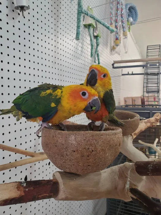 Exotic Birds Shop Picture 6
