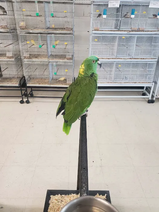 Exotic Birds Shop Picture 7