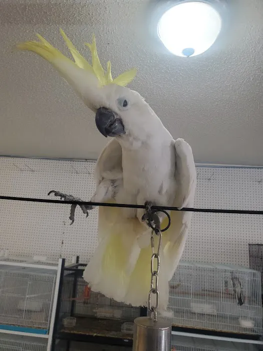 Exotic Birds Shop Picture 10