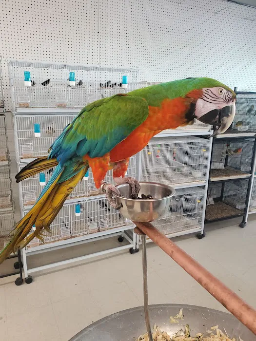 Exotic Birds Shop Picture 9