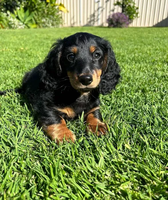 Colorado Dog's And Puppies Picture 1