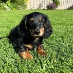Colorado Dog's And Puppies