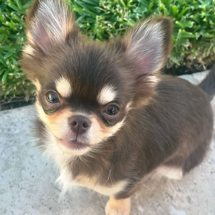 Colorado Dog's And Puppies Picture 8