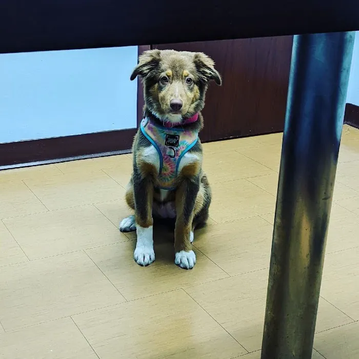 Compassionate Care Veterinary Hospital Picture 5