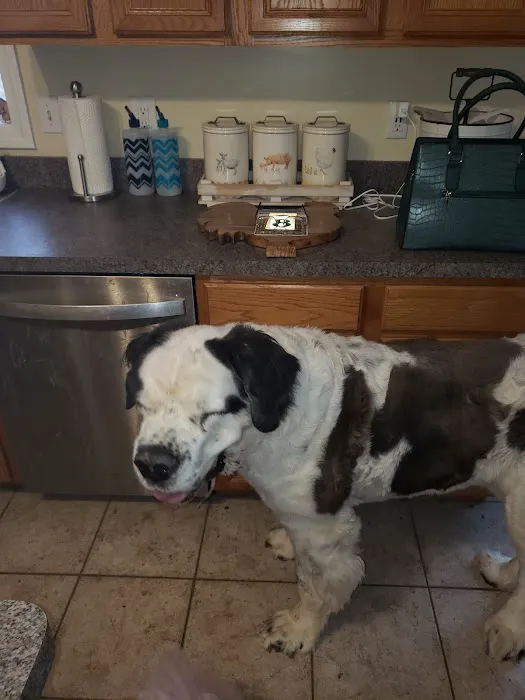 Green Valley Veterinary Services Picture 2