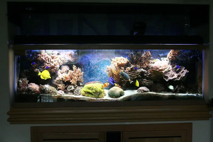 Delicate Beauty Aquariums Picture 3
