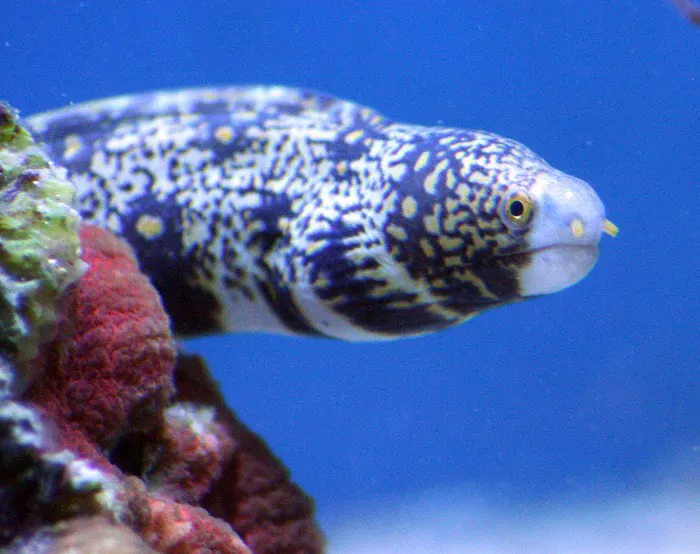 Delicate Beauty Aquariums Picture 5